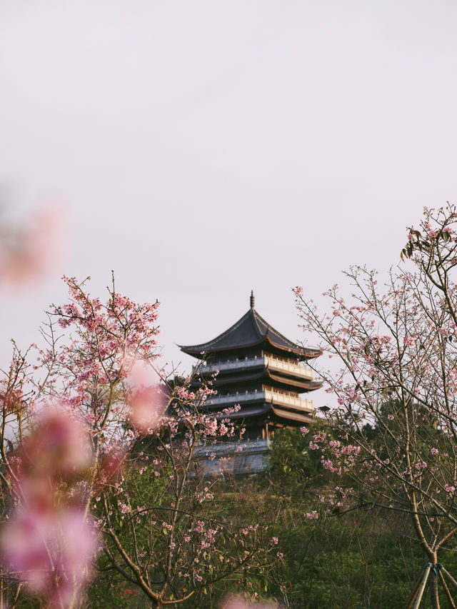 南寧必逛青秀山春日半日精華攻略