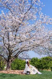這個週末，包下一整片染井吉野櫻花林的快樂