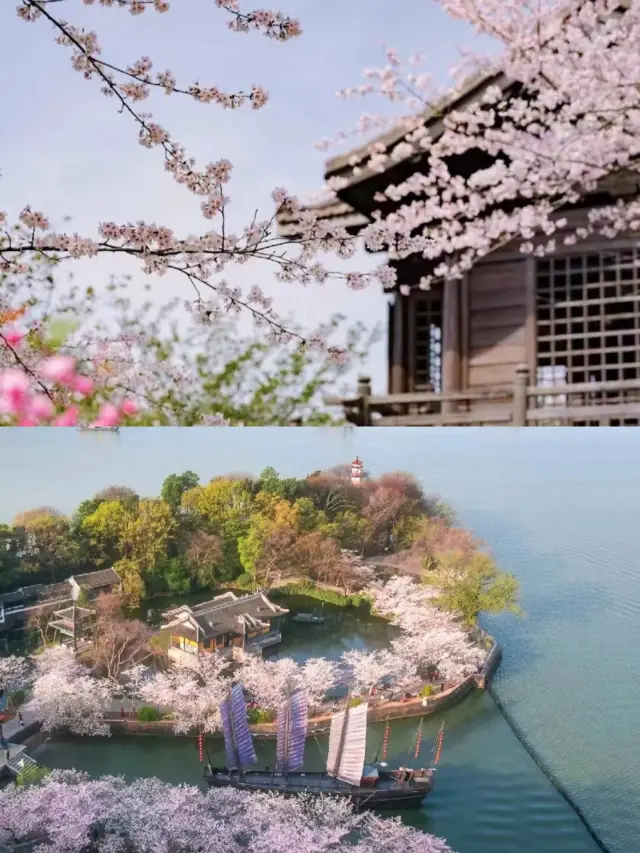 Rather than going to Japan, I prefer the hidden gem of Jiangsu, Zhejiang, and Shanghai for cherry blossom viewing!