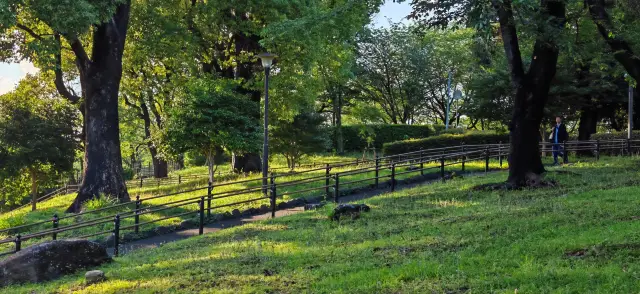 【夏日東京緑】夕暮れ時の飛鳥山公園、一面の金色の抹茶緑～