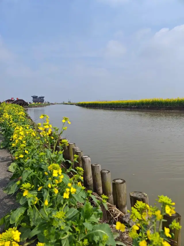 The Qingming festival marks the season when the rapeseed flowers in Xinghua, Taian, are in full bloom