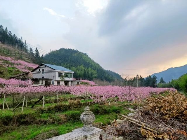 人面桃花相映紅，桃花依舊笑春風……