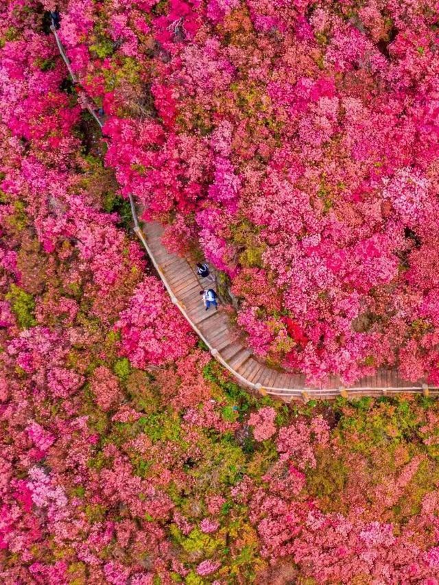 接下來的杜鵑花將是武漢浪漫賞花天花板