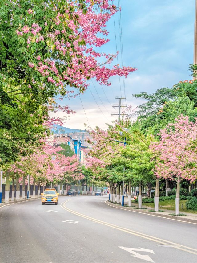 國內唯一以花命名的城市，攀枝花旅行攻略！