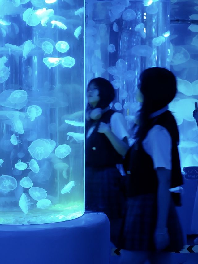 深圳海洋館|掉入 藍色夢境🫧