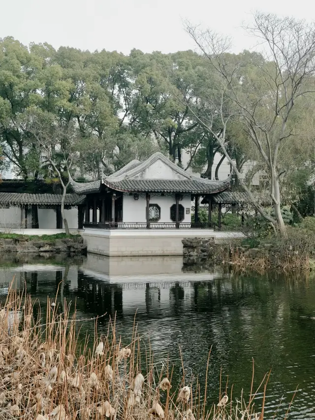 賞梅季節｜太倉南園市區寶藏園林