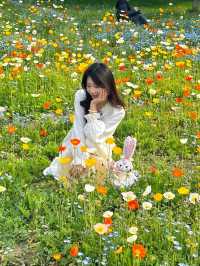 【獨墅湖公園虞美人花海】—— 莫奈花園般的浪漫景致