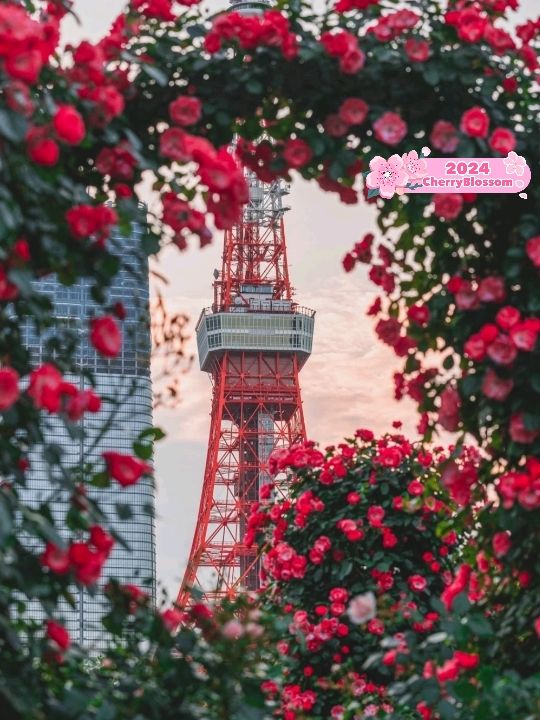 Tokyo Shiba Park is Breathtaking 🌷