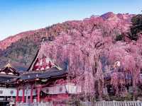 Minobu Sakura Sanctuary
