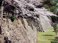 Sakura on Ruins
