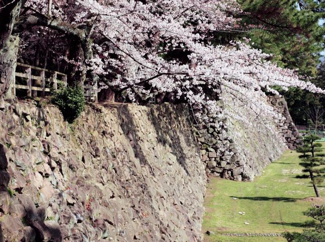 Sakura on Ruins