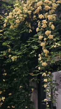 無錫的神秘花園：黃木香瀑布與吟園