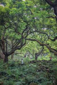 廣州增城寶藏綠道徒步路徑，穿越魔幻森林