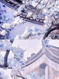 昆明周邊|黑龍潭公園最美流蘇花四月流蘇花似雪，正值人間四月天