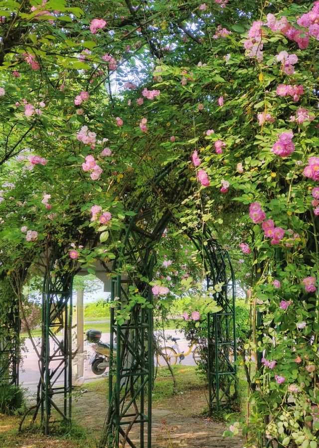 黃石賞花磁湖的花開了