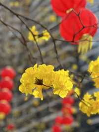 🌼🌳 Blooming Beauties of Guangzhou Cultural Park 🌺🌿