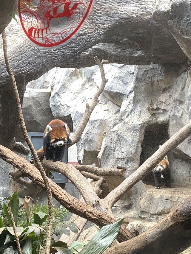 南京去哪兒｜集科普和觀賞於一身的紅山森林動物園