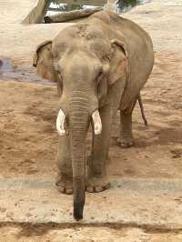 野生動物園裡有什麼