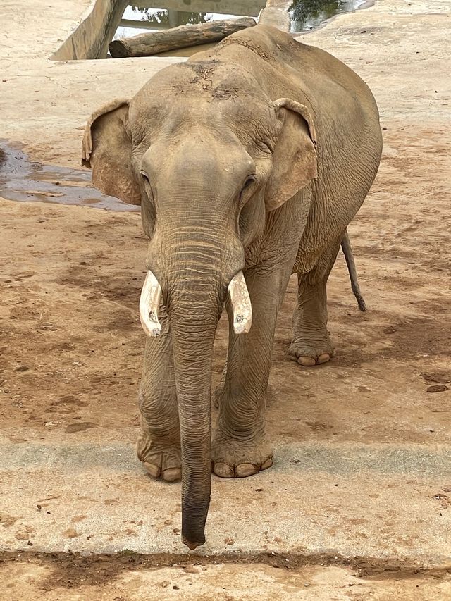 野生動物園裡有什麼