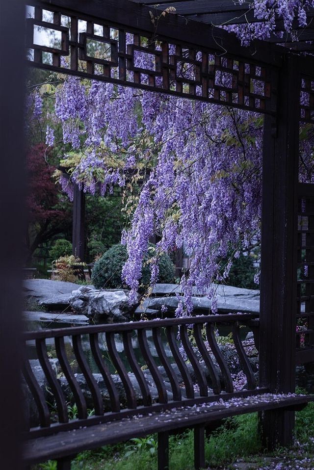 湘潭不可錯過的紫藤花瀑園