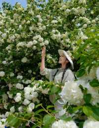 青年春日最全賞花地圖