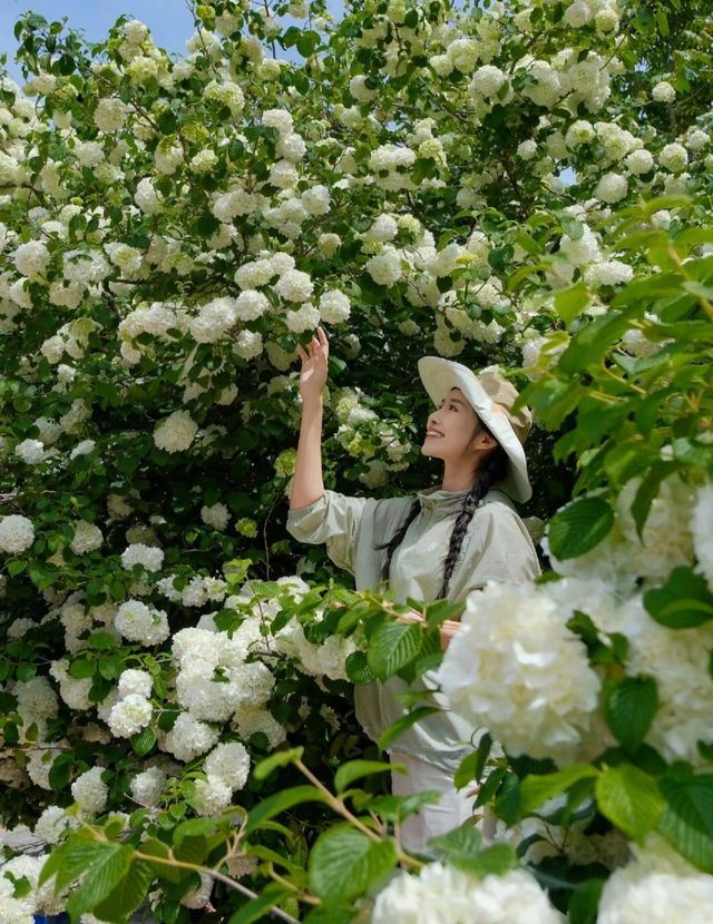 青年春日最全賞花地圖