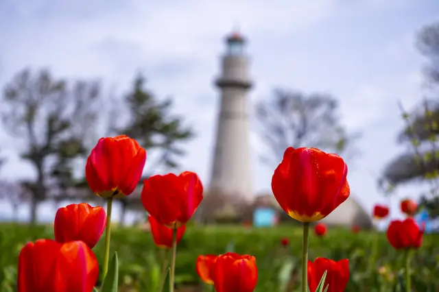 Tulips Blooming by the Seaside in Weihai