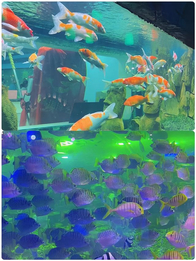 朋友圈問爆了！長沙超夢幻海洋公園來了！
