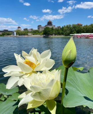 Lotus Pond Park~ I was lucky to see the conjoined lotus