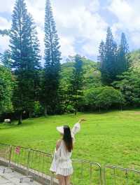 深圳探秘 | 有丁达尔效应的热带雨林