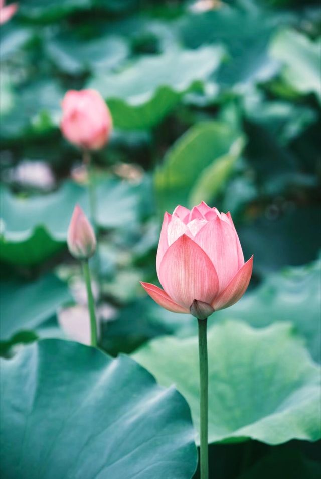 寧波賞荷