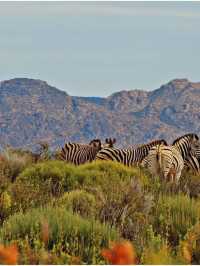 🌟 Cape Winelands Hidden Gems: Kagga Kamma 🏨✨