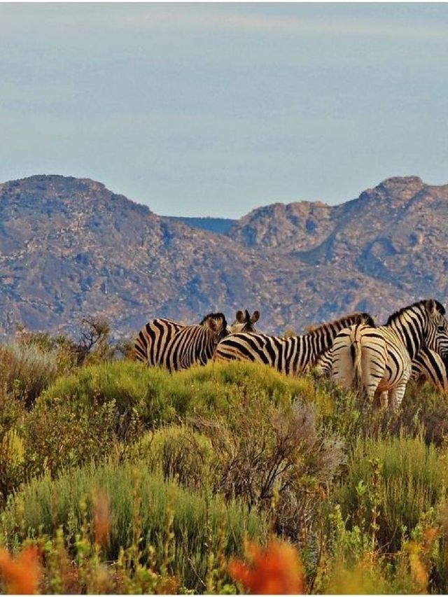 🌟 Cape Winelands Hidden Gems: Kagga Kamma 🏨✨