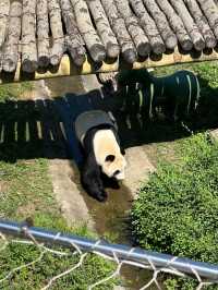 Shenyang forest Zoo