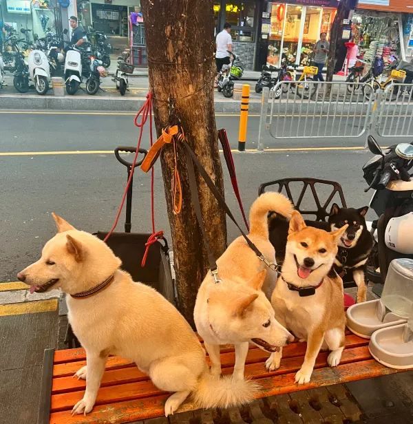 蛇口Citywalk：下輩子要在蛇口當漁民！