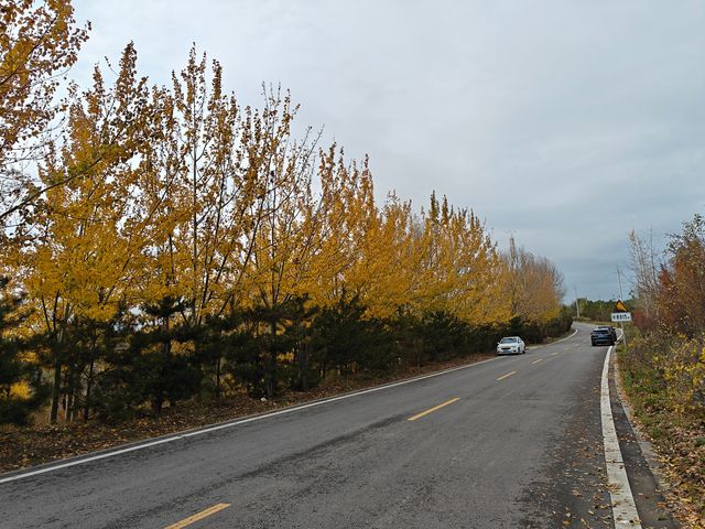 崛圍山秋景~紅楓黃葉綠樹蒼柏美不勝收。
