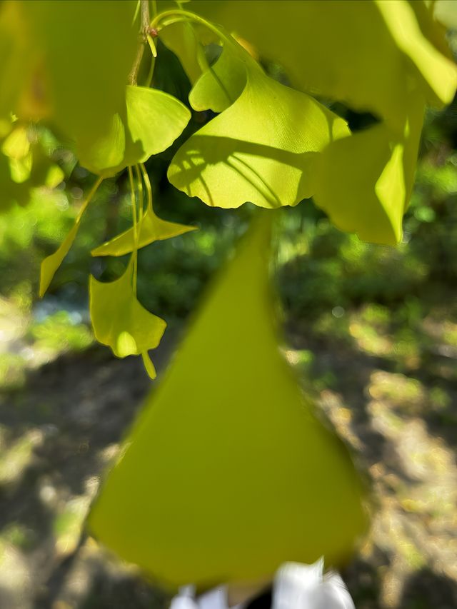 週末好去處：南雄帽子峰。