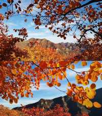 北京周邊楓葉。