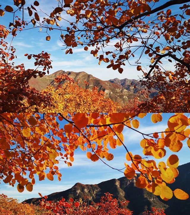 北京周邊楓葉。 北京周邊楓葉。