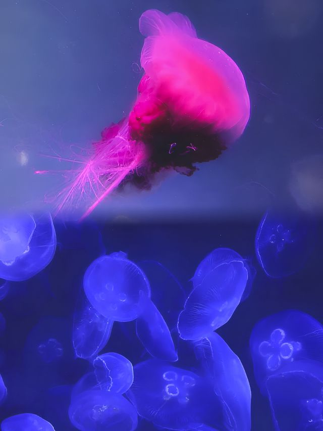 墨爾本海洋生物水族館：潛入南半球的海洋奇觀。