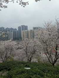 晚安家居櫻花園之旅。