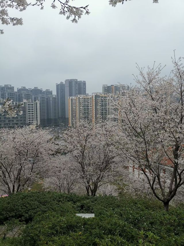 晚安家居櫻花園之旅。