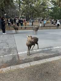 在奈良餵鹿。