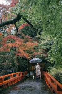 紅葉還未全盛，雨天也等不及飛到京都。