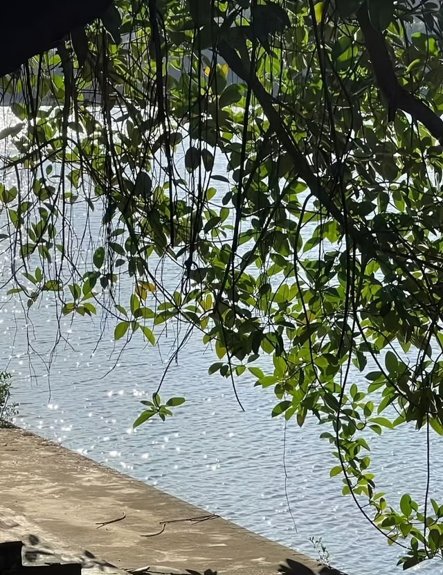 東莞虎英郊野公園。