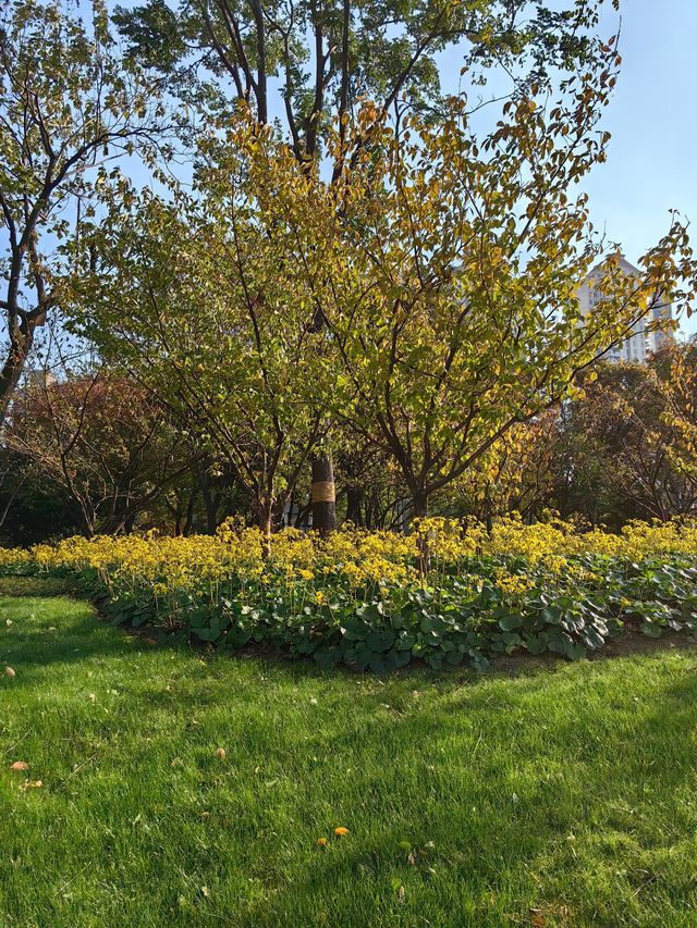 魔都新公園——半馬蘇河公園。