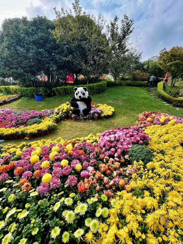 南山植物園菊展美爆了