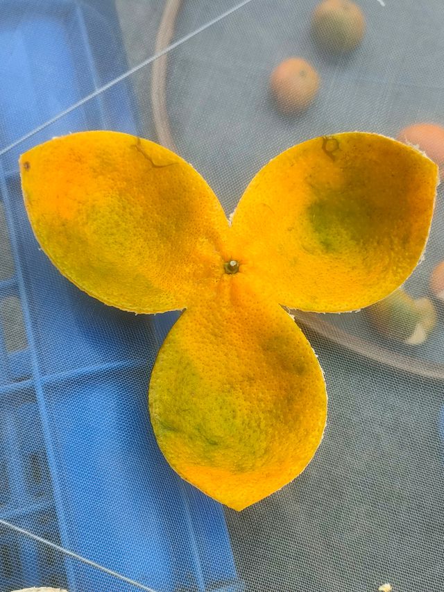 廣東人民的曬秋季來了