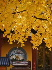 上海青浦｜誰還沒看過銀杏季的報國寺