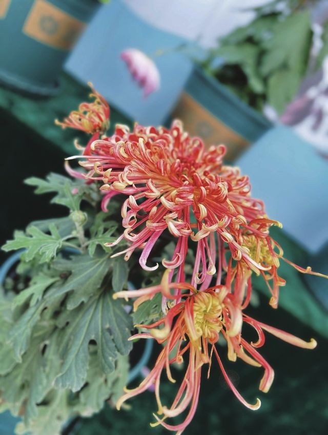南岸秘密花園——重慶南山植物園
